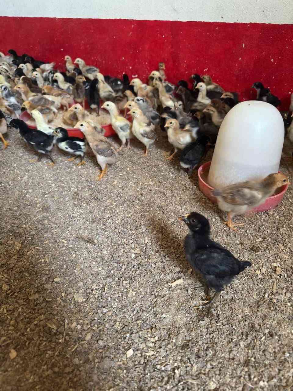 متوفر صواصي عرب العمر شهر مال هذا الموسم ماخذ لقاح كامل وصحة جيدة جداً سعر الزوج 4000 دينار قفل والبيع اقل كمية 50 زوج  متوفر توصيل للتواصل مع الرقم ***********
