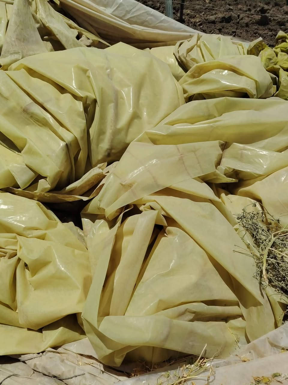 2 بيوت زجاجي اردني عبار ٢١ قوس لايلون نص عمر حديد نظيف كلش مع كامل ملحقات
سعرهن 5500 بابل جبله اي ستفسار على رقم ***********
