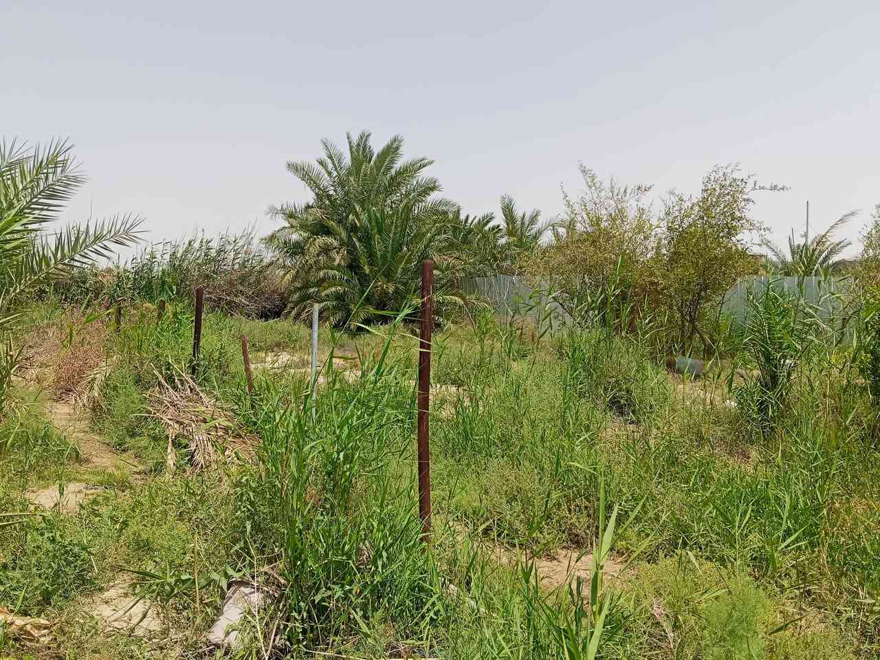 ارض للبيع الموقع القرنه الشرش حي الملتقى مساحه 325 .... 13 عرض في نزال 25
حاليا بيه نخل وسدر شارعه الي كدامه 15 شارع الي يربط حي الملتقى بابشارع الرئيسي كامل الخدمات  الي بصف مطعم ابو علي وتنزل السعر 42 وبيه مجال بسيط مستعجل على بيع  ***********
