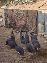 قبج الزوج ب 15 العنوان الانبار قضاء القائم ناحية العبيدي  07833494883