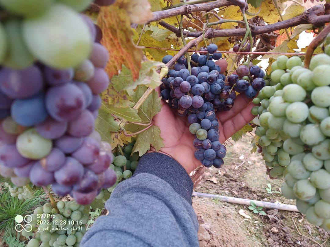 بسم الله والصلاة على رسول الله
العنب الاوربي الشهري يحمل على مدار العام والشاهد على كلامي تاريخ التصوير ،،،،صور الشتلات بالمنشور،،،،علما ان الشتلات مزروعه بالمنطقه الغربيه صنف متحمل وغزير الانتاج حجم العنقود كبير
سعر الشتله 7000 دينار
الانبار حديثه
المهندس الزراعي رائد النعيمي 
للاستفسار والتواصل على الصفحه او واتساب على الرقم 
***********
التوصيل لجميع المحافظات
