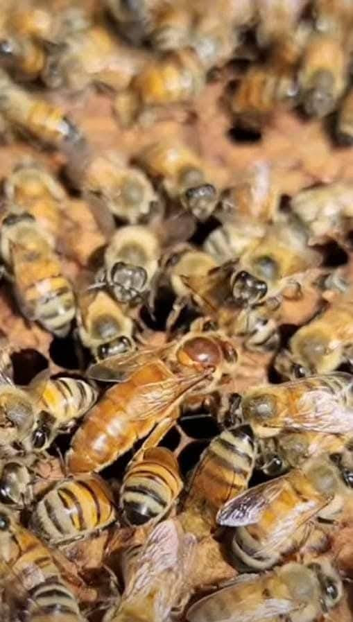 يوجد لدينا نحل للبيع عشر اطارات المكان المشاهده مقابل منشآه نصر للاستفسار الاتصال على الرقم ***********
