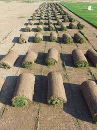 ثيل ديالى • انواع متعددة • توصيل مجاني