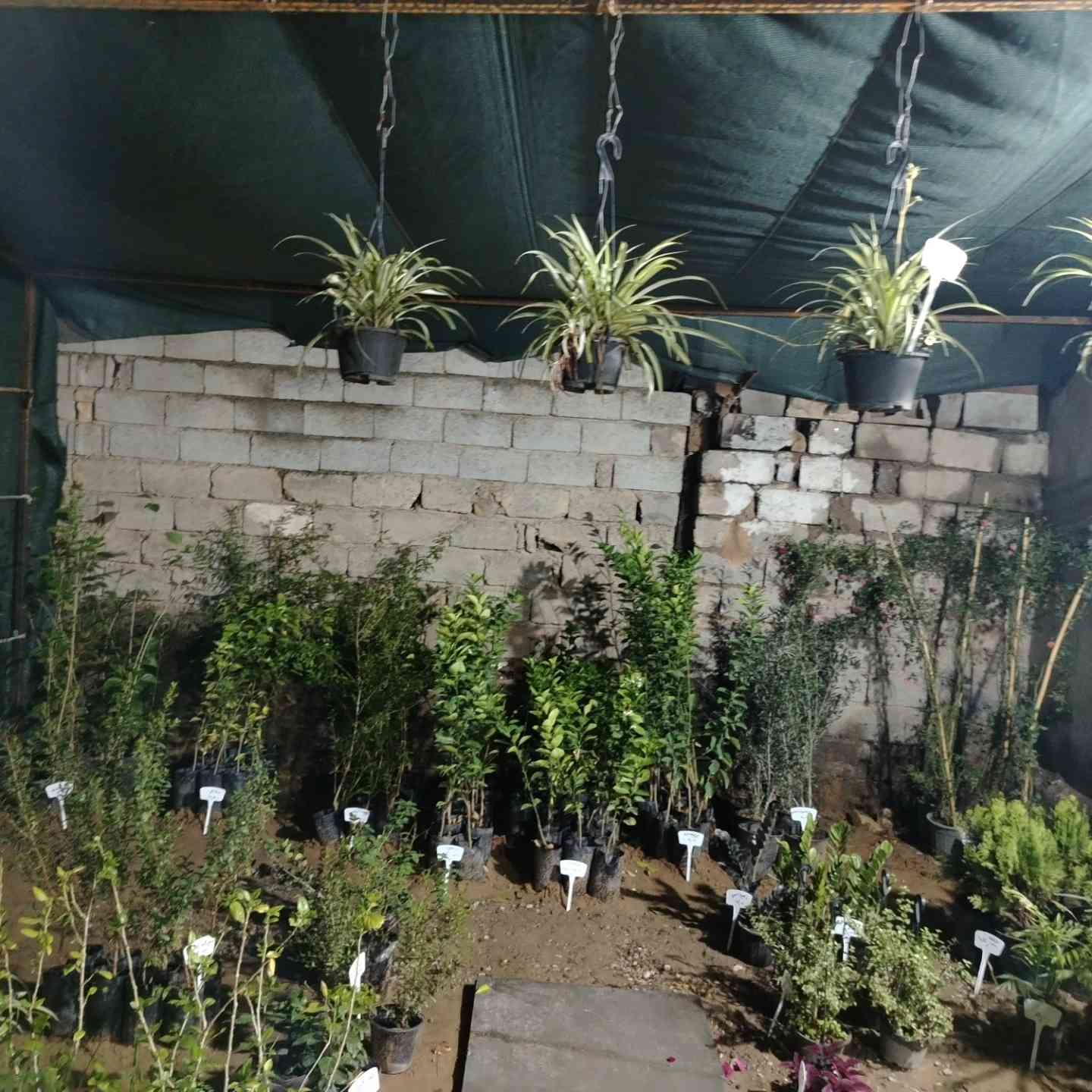 #مشتل_الود #الوجيهية_شارع_الاطباء
متوفر خدمة توصيل


**إذا كنت صاحب هذا الإعلان وتريد حذفه لأي سبب، رجاءا أرسل رسالة إلى الدعم الفني**