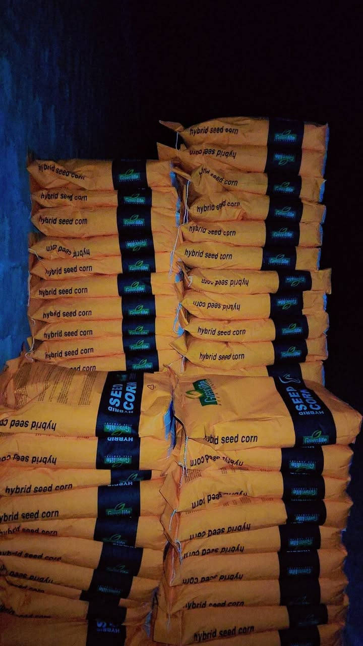 على بركة الله تجهيز بذور الذرة الصفراء للعروه الربيعيه صنف pL700 بتاريخ 2/12/للموسم الحالي البيع جمله مفرد للتواصل  *********** كركوك حويجه
