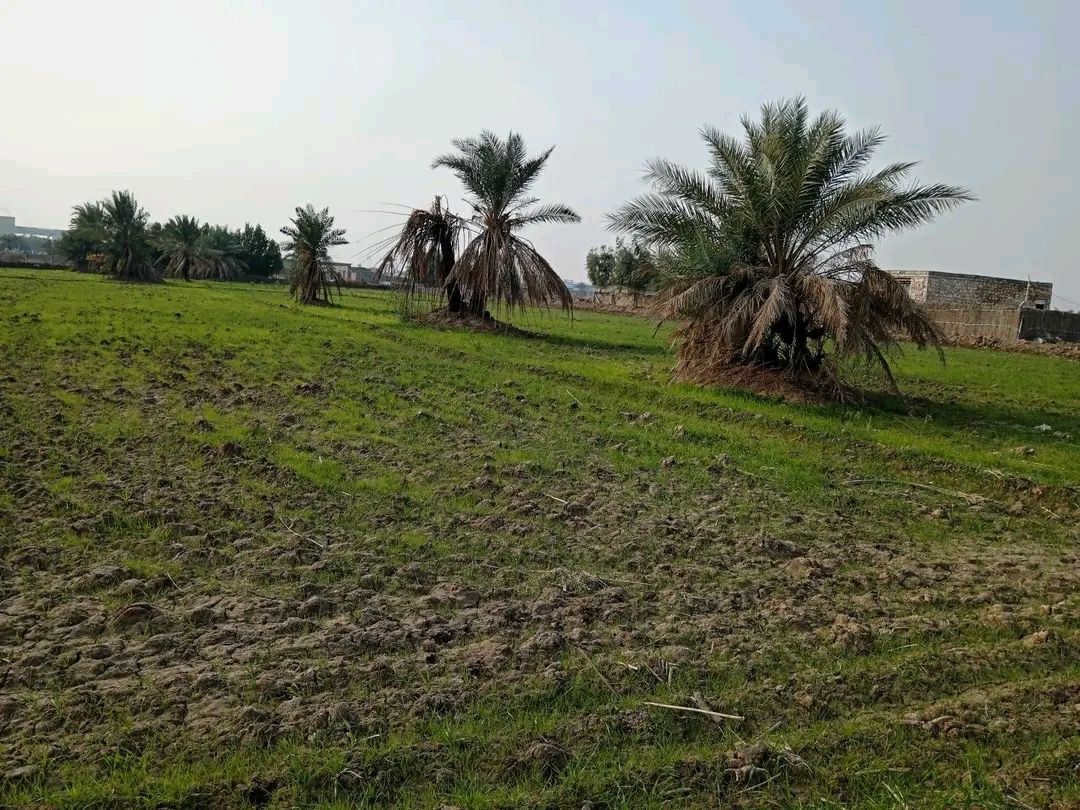 دونمين طابو زراعي سند 25
أرض مزروعه حنطه يم معمل الأسمنت الكوفه بشارع الكم سعر الدونم الواحد 35 وبي مجال للاستفسار الاتصال على الرقام
***********
***********
