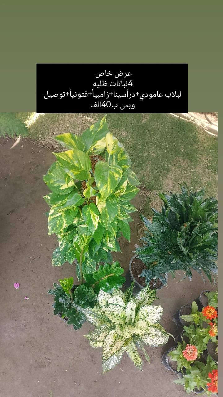 ❗❗عروض مميزه ❗❗
يقدم لكم🌹 مشتل الانوار🌹
 عن عروض خاصه 🌲
بأنواع الأشجار.🪴🌹
تفاصيل أكثر داخل المنشور!
العنوان📍 صويره شارع العام🛻🛻 مجاور مجمع أبو زهراء للسيراميك.


**إذا كنت صاحب هذا الإعلان وتريد حذفه لأي سبب، رجاءا أرسل رسالة إلى الدعم الفني**