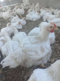 دجاج محلي نمبر وان نذبح وندزلك يستوي بدون زفرة يخبل تكلولي الف رحمه ع ...
