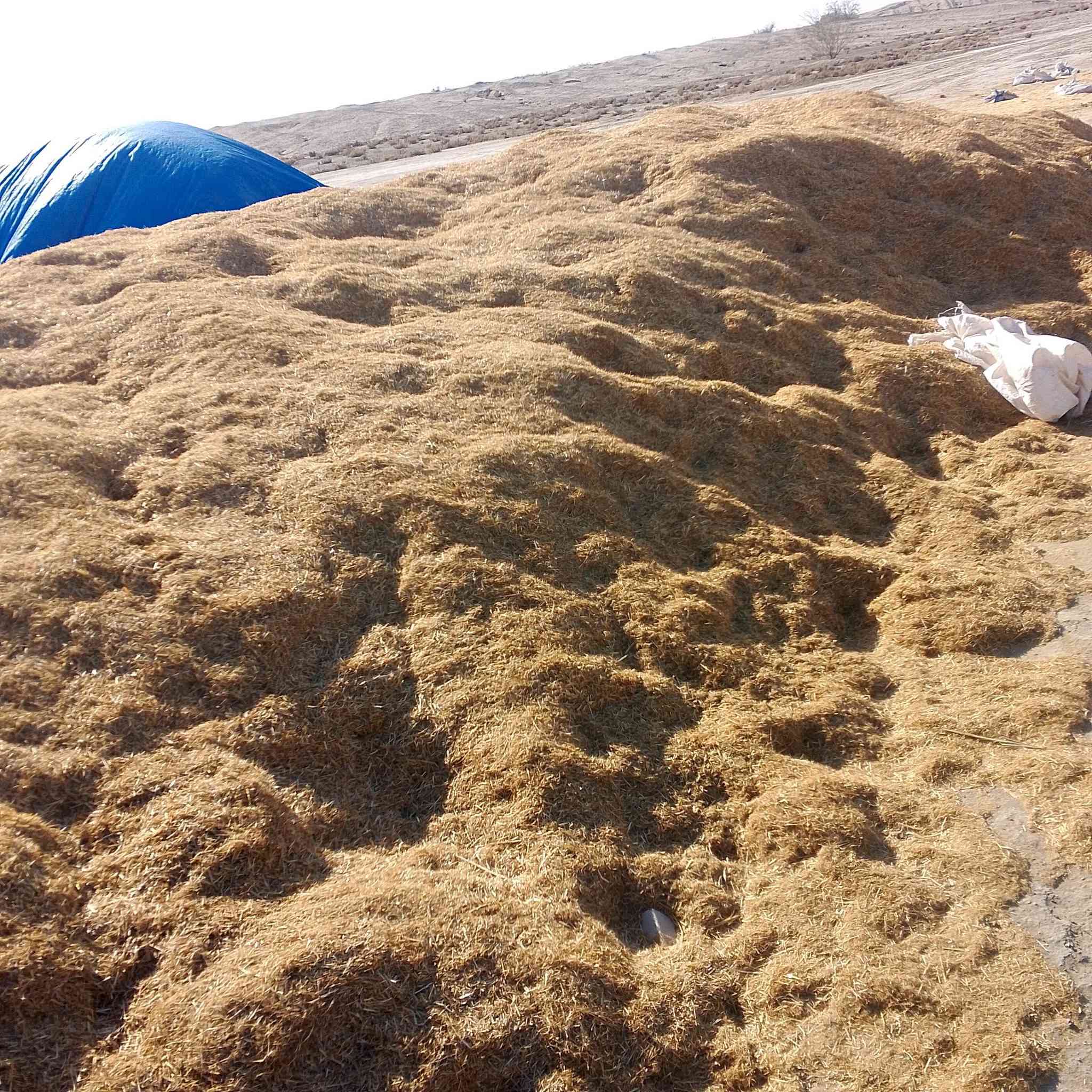 تبن مطحون گفر شرط درجا اولا واصل للبيت  ***********///***********
