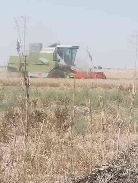 السلام عليكم ورحمة الله وبركاته حاصد كلاص للبيع مديل ٩٧ منفيس رقم قادسيه ألماني التايرات الكدام ٢٦ والوره ١٨ المكينه مال جناي الله شاهد الاستفسار على الرقم ***********
