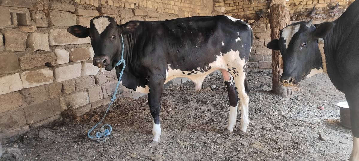 عجول 2 للبيع مكاني العماره النذار اتساهل وياه ***********

