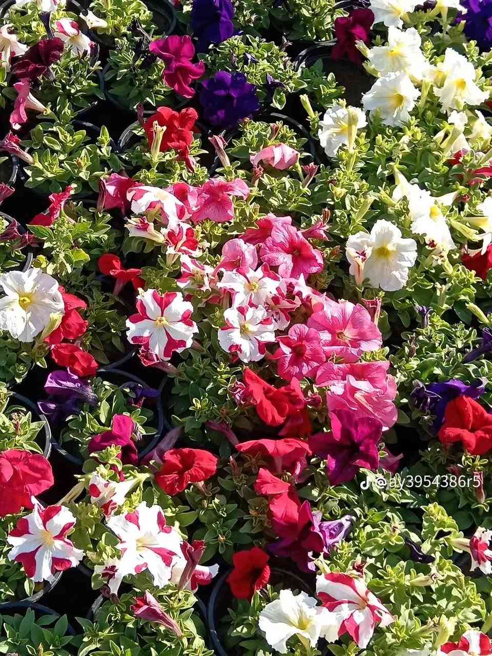 السلام عليكم سعر القطعه الفين وتوصيل مجاني جميع مناطق كربلاء ***********
