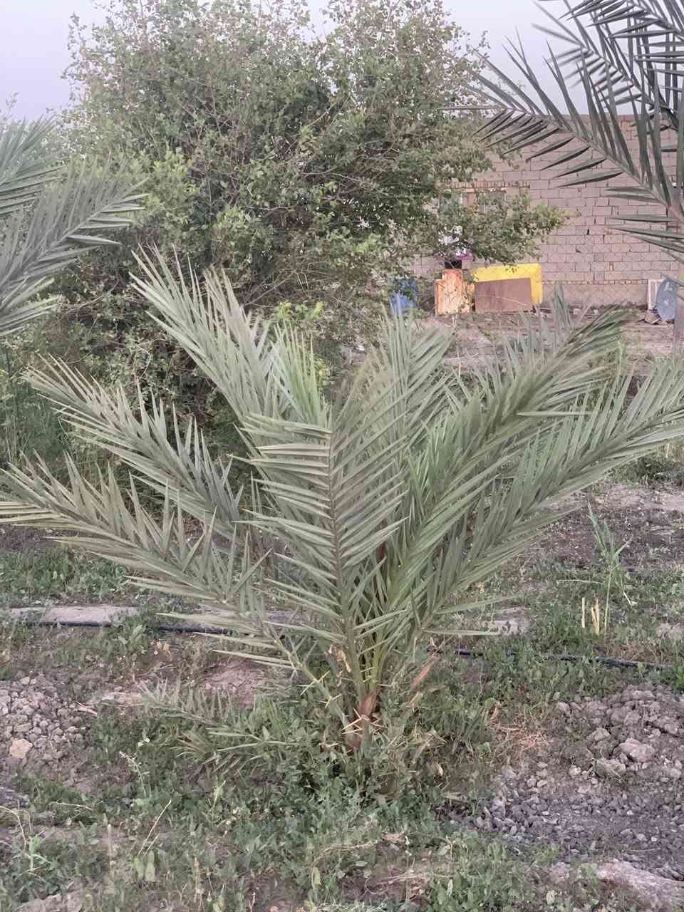 السلام عليكم  
بستان 500متر للبيع زراعي قريب على الحولي الصخين 
مقابيل مجمع لموظفي البطاقه الوطنيه السكني  وقريب عن المركز 
السعر 10مليون
الرقم ***********
ماء متوفر 
وكهرباء قريبه عليه 
الأشجار 1-نبك2-رمان3-تين 4-حبه حلوه 5-30نخله رطب6-تين
