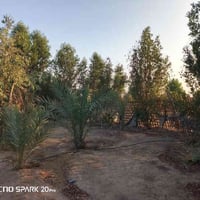 ملاحظة جنس الارض عقد(((117 ))) قطعة ارض للبيع في كربلاء على طريق كربلا...