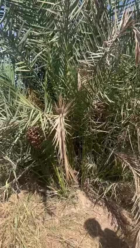 السلام عليكم 
يوجد لديناء فسائل نخيل من (بريم و عمراني  )
 الفسائل ع الشرط الي يريد الشلع بحضوره تمام احبتي 
المنشور للناس الراغبه بالشراء اخواني 
للتواصل *********** ظاهر 
المكان قضاء العلم
