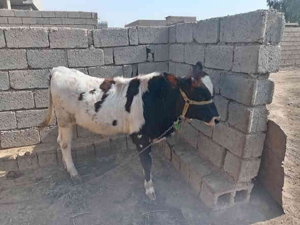 السلام عليكم
حولي للبيع 

المكان اصبيح الحوري 

السعر اتصل عل رقم 

***********
