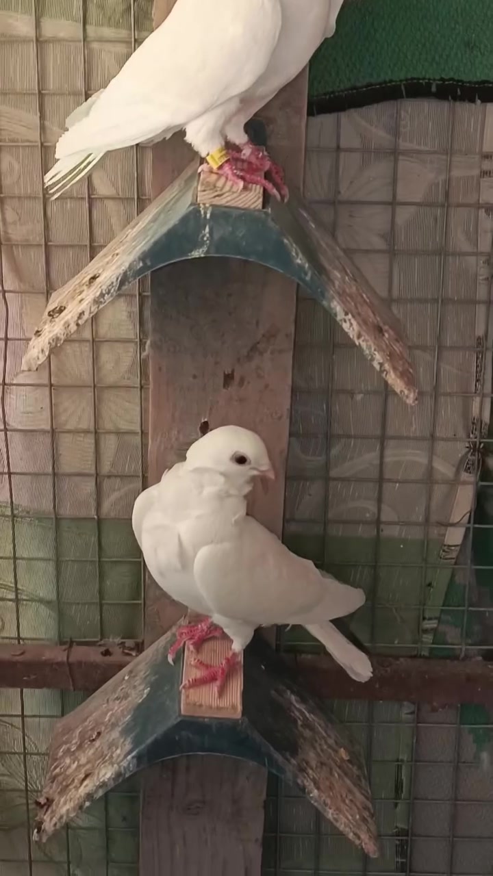 سافر ربه فرخ 5 فحوله و 3 اطواير طيور مشلعه
مكاني شنافيه ‏‪***********‬‏
