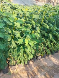 قطعة طابو زراعي • 200م • مجمع الكرار