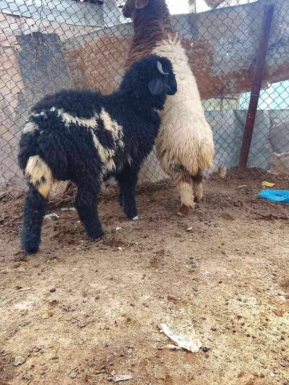 سلام عليكم لبيع طلي وفطيمه  مكان الانبار قضاء عنه سعر ب650 وبيه مجال بسيط رقم الهاتف *********** الي يريده يجي يشوفه وياخذه نصاح سعر 650 وبيه مجال بسيط
