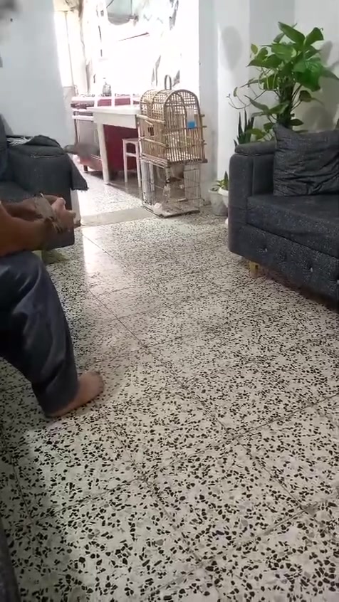 متاح بلابل العدد 4 صابغات شرط يطلعن خارج البيت السعر 50 التك وذا شلع 45 المايعجبه السعر خلي يعبر المنشور الاتصال ***********
