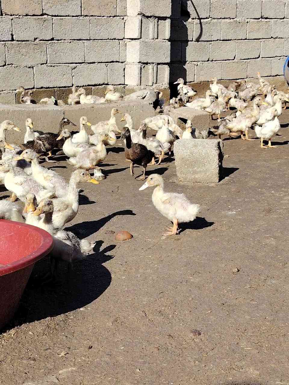 بط للبيع مفرد ٧ واذا شلع الزوج ٥
الشراي يجي خاص  لو يخابر ***********
عنواني كركوك
