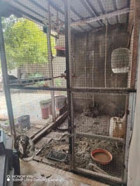 قفص • ٣م ارتفاع • الحمزه الغربي