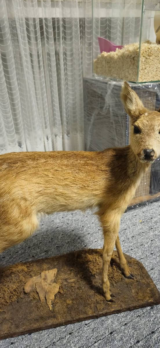 غزال محنط الماني للبيع   كل أجزاء أصلية ما عدا العيون لأن العيون لا تحنط


**إذا كنت صاحب هذا الإعلان وتريد حذفه لأي سبب، رجاءا أرسل رسالة إلى الدعم الفني**