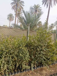 نبك حشري جملة 07719490798