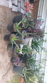 نباتات خارجية • ١١ قطعة • الكريعات بغداد