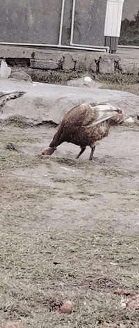 السلام عليكم  يوجد شيش للبيع اللستفسار التصال عل رقم *********** المكان سديرة سفلى
