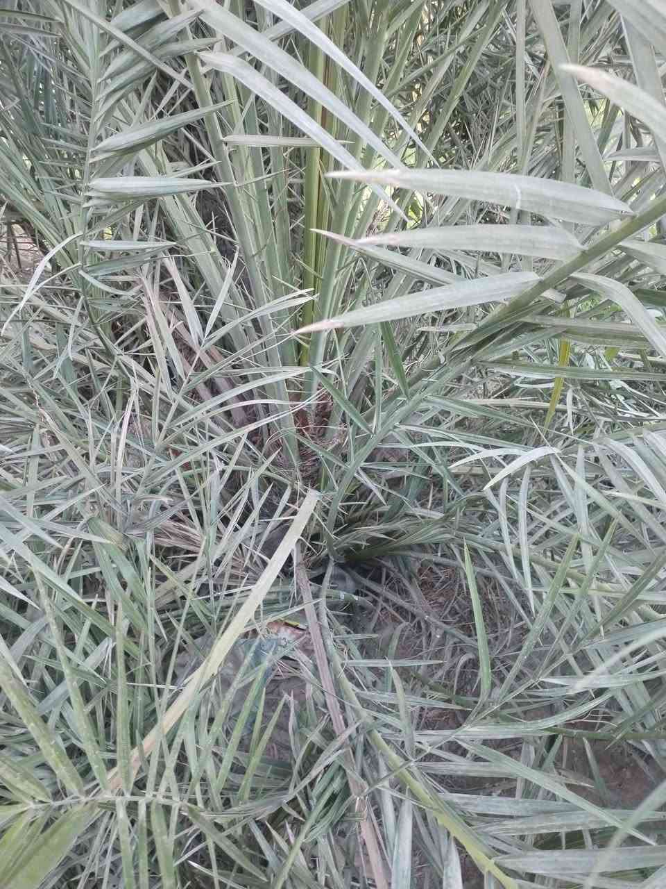 بسم الله الرحمن الرحيم 
توفرت لدينا فسائل نخيل بريم قلع العدد 40
تقلع بيدك من الام سعر الفسيل الواحد45
اذا شلع بيهه مجال 
كذالك يوجد لدينا صكعي مجذر وجاهز احجام من 90الى140
برحي حر مجذر صارله شهرين يجهز على السادس 140
مجهول مجذر وجاهز صارله شهرين يجهز على السادس 140
مجهول قلع، 100
شويثي احمر قلع 45
شويثي احمر مجذر ويجهز بشهر السادس 55
عبد الهادي قلع 90
مكتوم قلع 50
جبجاب كربلاء مجذر صارله شهرين يجهز على السادس 125
مشتل الزهراء في ميسان العماره بستان دور النفط شارع مقبره الصابئه قرب جملونات بيت العنتاكي للدواشك والحصران داخل الفرع الكميه محدوده 
***********
***********
