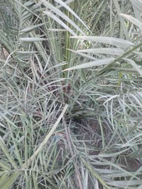 فسائل نخيل • مشتل الزهراء ميسان • بريم قلع