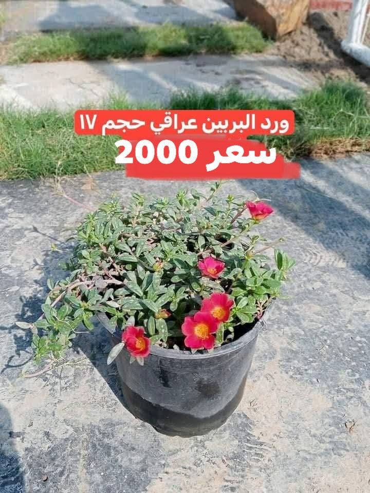 نباتات شمسي مقاومات
الأسعار مذكورة داخل صور
الحجز والاستفسار مراسلة ع الخاص 🌾🌾 
توصيل فقط 
سبع البور توصيل 1000

بائعة الورد 🌺🥰🥰


**إذا كنت صاحب هذا الإعلان وتريد حذفه لأي سبب، رجاءا أرسل رسالة إلى الدعم الفني**