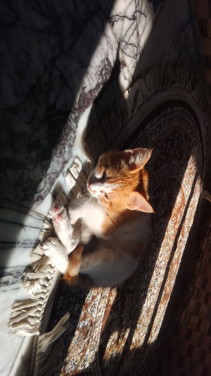 تمام، هذا إعلان معدل ويوضح موضوع اللقاحات بشكل لطيف 👇

✨ للـتبنّي – قط صغير يبحث عن بيت دافئ 🧡🐾

عندي قط ذكر عمره ٥ شهور، لونه برتقالي وأبيض، من أجمل وألطف القطط 😻
هادئ جدًا، حنون ويحب القعدة ويا الناس، ومتعود على الأجواء البيتية.

✔️ نظيف
✔️ لطيف بالتعامل
✔️ يحب اللعب بس مو مزعج
✔️ مناسب لأي شخص يريد رفيق هادئ

⚠️ ملاحظة: القط غير ملقّح حاليًا، ويحتاج اهتمام بالتطعيم من الشخص اللي راح يتبناه

أدور له بيت يهتم بيه ويعامله بحب، لأن يستاهل كل الخير ❤️

📩 اللي مهتم بالتبني يراسلني خاص إذا تحب


**إذا كنت صاحب هذا الإعلان وتريد حذفه لأي سبب، رجاءا أرسل رسالة إلى الدعم الفني**