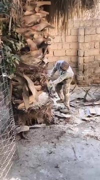 نشتغل في قطع الأشجار و تنضيف الحدائق والاحواش وتقليم الأشجار 078291244...