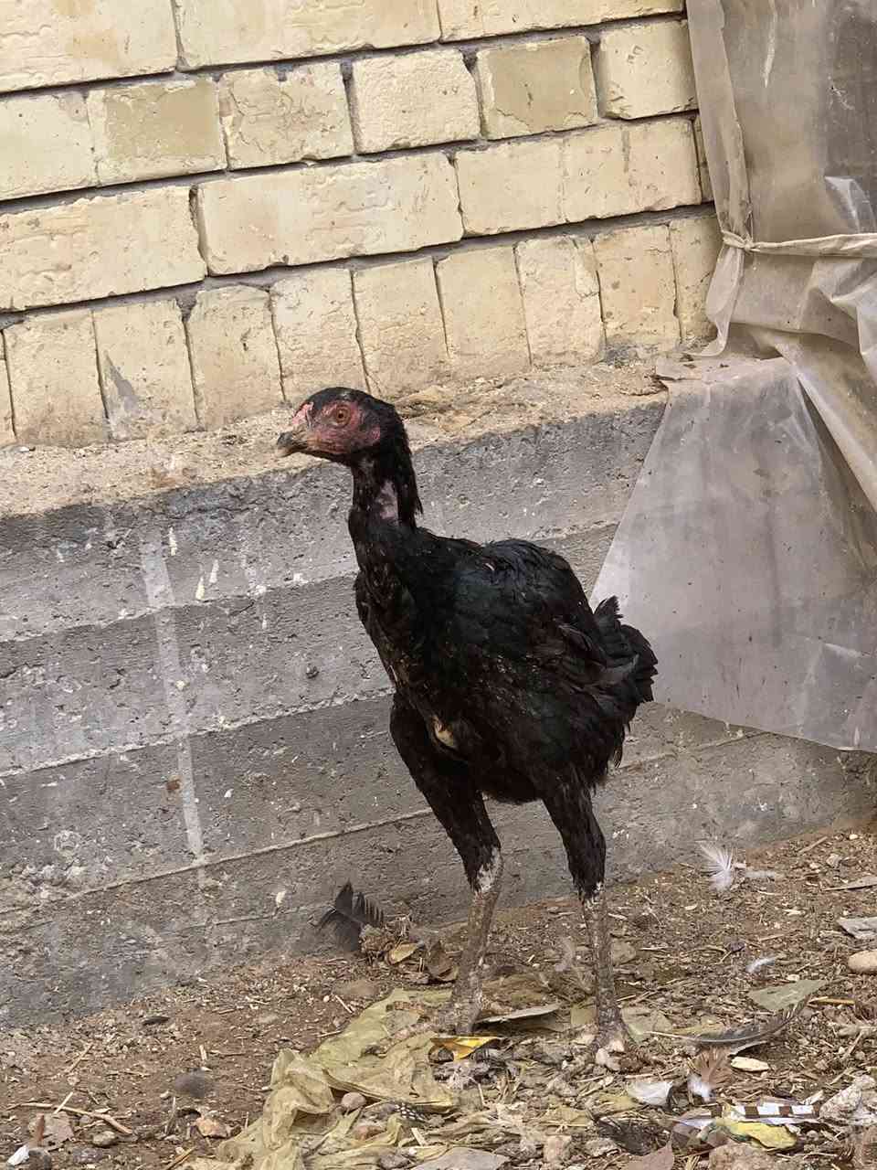 السلام عليكم شباب هاي دجاجات هرتيات للبيع بيهن سوده بعدهه زغيره السعر 100بيهن مجال قليل ليريدهن بخدمته الاستفسار ***********
