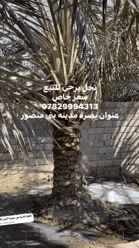 *********** نخل برحي عنوان بصره مدينه بني منصور
