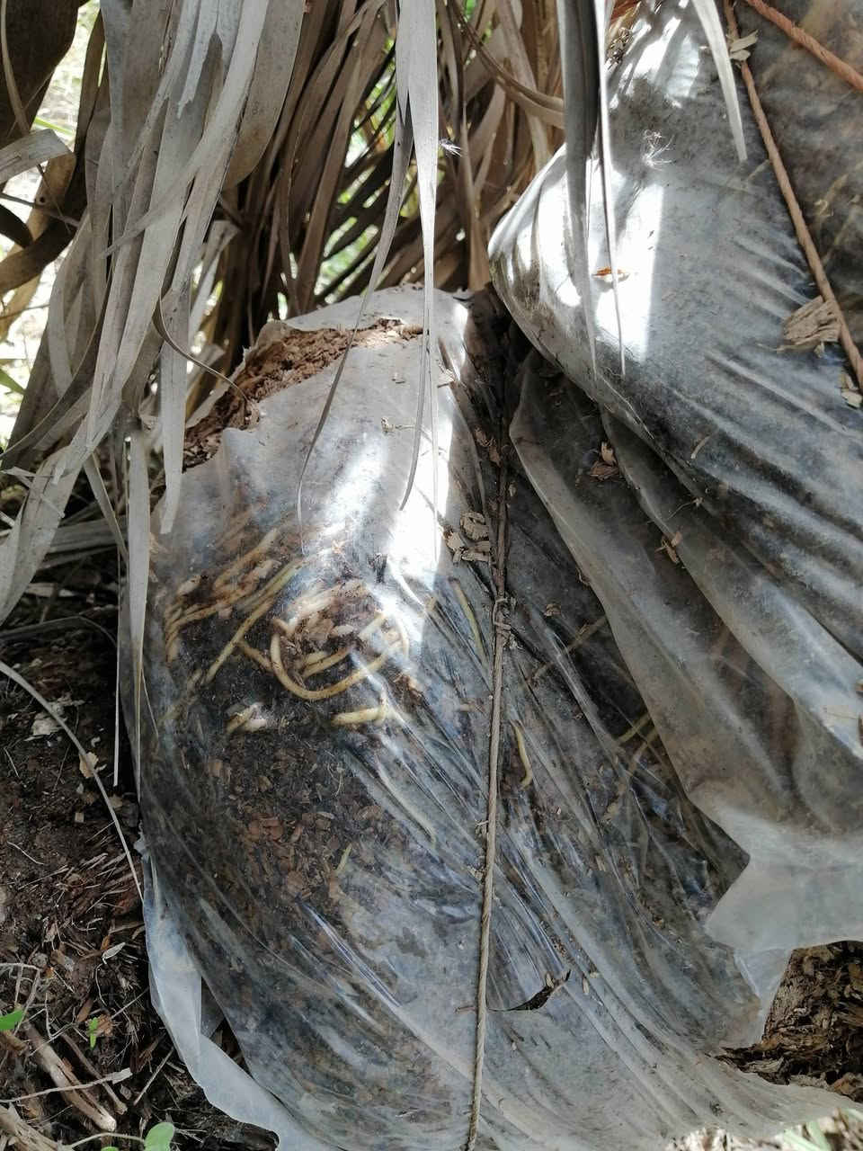 السلام عليكم
يتوفر فسائل برحي حر متعهد حجم كبير العدد ٣ فسائل
مجذر وجاهز للشلاع كما موضح بالصور
الراغب بالشراء اتصل وتدلل ***********
كما يتوفر فسائل اسطه عمران وعويدي وحساوي
