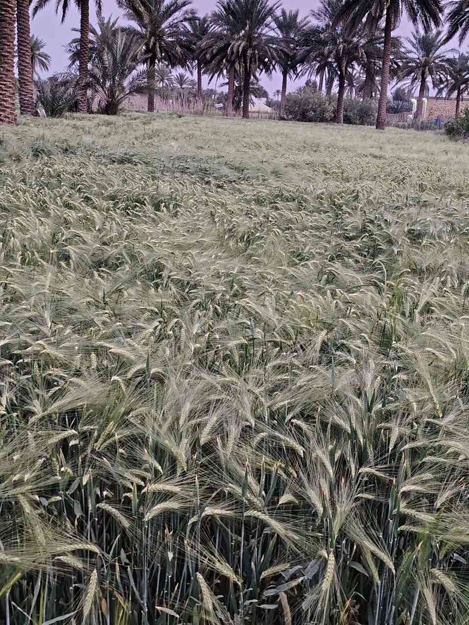 شعير نوع ايطالي مغلف للبيع الله وكيلكم بموسم اخدته ٣٤٠ ألف لوزنه.. هسه ابيعه ب٩٠ لاصحاب مزارع يوجود لديه فقط طن واحد
عنوان بابل الحمزه الغربي


**إذا كنت صاحب هذا الإعلان وتريد حذفه لأي سبب، رجاءا أرسل رسالة إلى الدعم الفني**