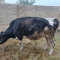 ذبيحة • الكرابله • جاهز بعد يومين