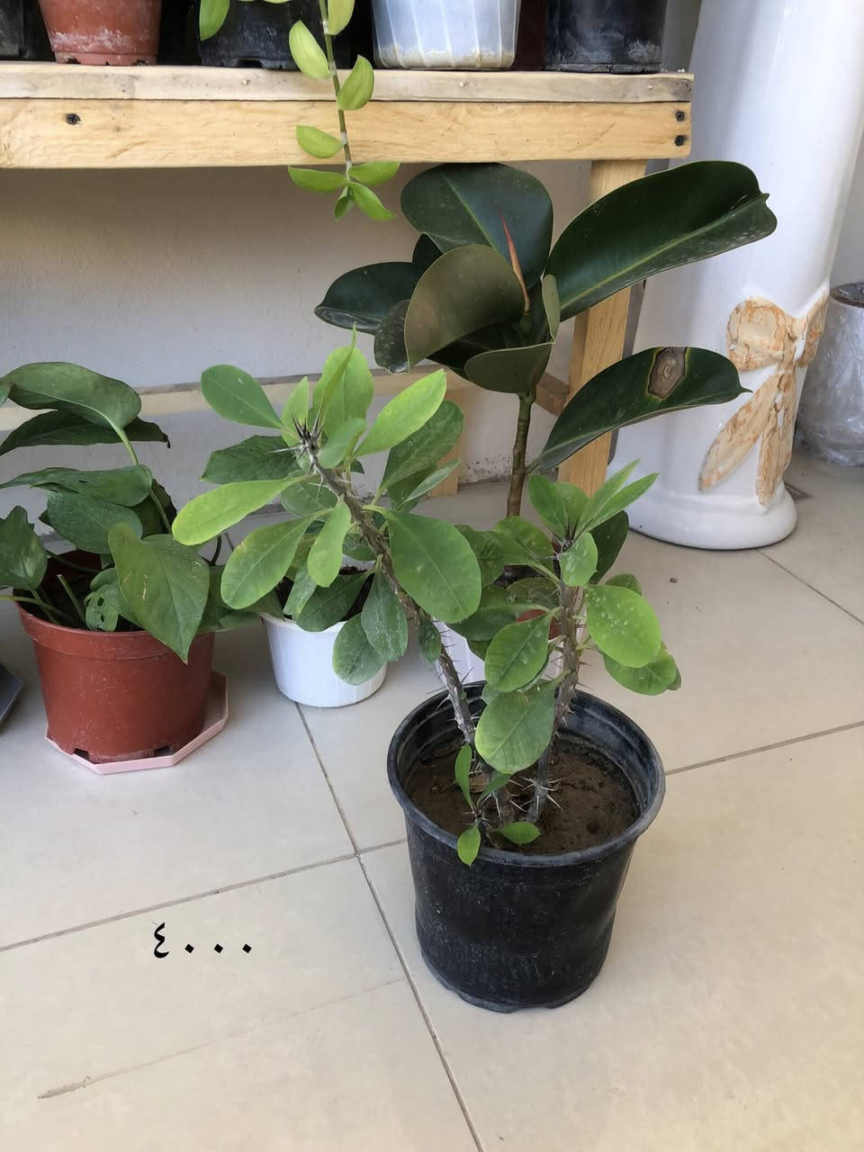 بۆ فرۆشتن گەیاندنمان هەیە


**إذا كنت صاحب هذا الإعلان وتريد حذفه لأي سبب، رجاءا أرسل رسالة إلى الدعم الفني**