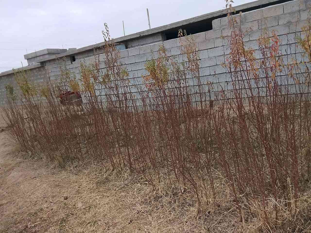 سلام عليكم  يوجد شتال مشمش 
السعر الشتله 1500
الاستفسار على هذا الرقم ***********
