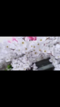 النجف • سيارة زفاف • أغرب