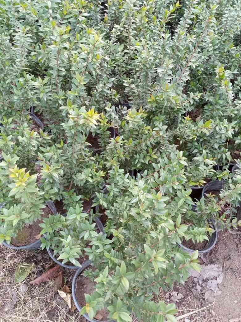 بسم الله الرحمن الرحيم توفر حمضيات اصل نارنج 
ونارنج السعر 1500نارنج ،2750برتقال متر3250برتقال عالي ،4250سندي اصل جويفه ،كينو لالنكي2500 اصل نارنج ارتفاع متر الى متر ونص ،بغداد كريعات ،


**إذا كنت صاحب هذا الإعلان وتريد حذفه لأي سبب، رجاءا أرسل رسالة إلى الدعم الفني**