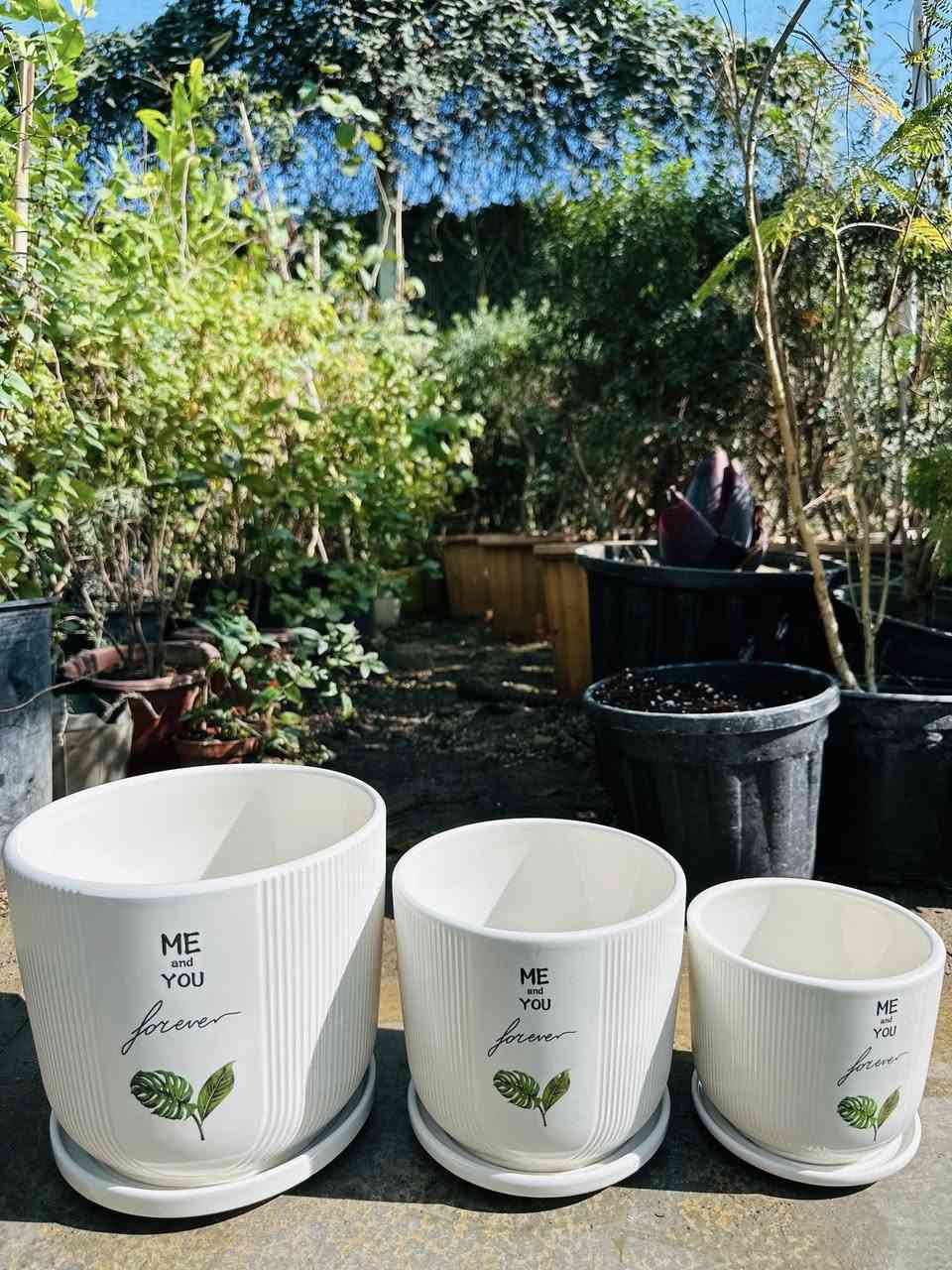 🌸اللهم صل على محمد وال محمد 🌸
🍃مشتل ابو مهدي الحسني 🍃
وصول السنادين الزجاجيه نوعيه ممتازه 
العنوان صلاح الدين قضاء بلد
 شارع الفرات قرب نافورة الحي الصناعي 
📞***********📞
