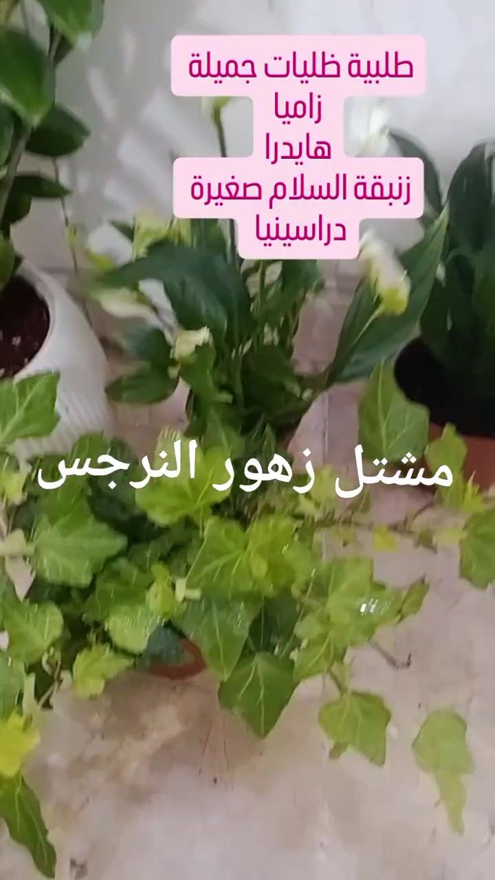 متوفر كافة انواع النباتات الظلية داخل المنزل 🕊️✨ 
للحجز والاستفسار راسلونا للصفحة 🕊️🌿 
او واتساب ***********
