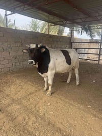 لحم عجل عراقي • قصابة غزوان • بكرا