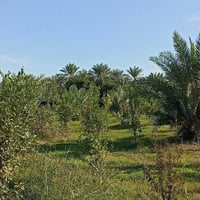 يتوفر 3 دوانم سند 25 تحويل ثاني يوم بسم المشتري العنوان المدائن الجعار...