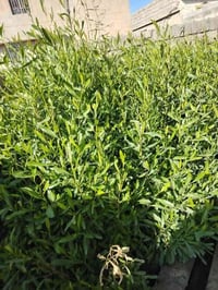 ددونيه ارتفاع من متر لى متر ونص اسعار منسابه اكو ب ٥٠٠ وكو ب ٧٥٠ 07723...