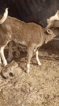 بقره جمه عرموطه اصل بلاديه وراهه بجر جمه اصل حليب ودسامه خير من الله متعهده بكافه شروط الجني بابل ناحيه الشوملي السعر ٢٦٥٠ وشراي يدلل للاتصال *********** واتساب *********** يوجد توصيل لبعض المحافظات وحسب الاتفاق
